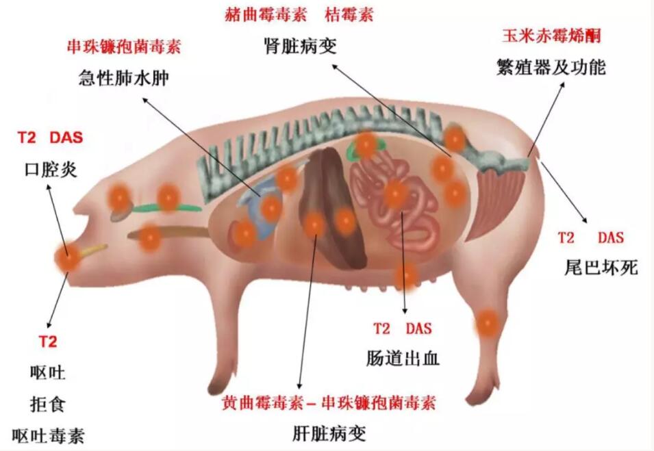 霉菌毒素對動物機(jī)體造成的危害